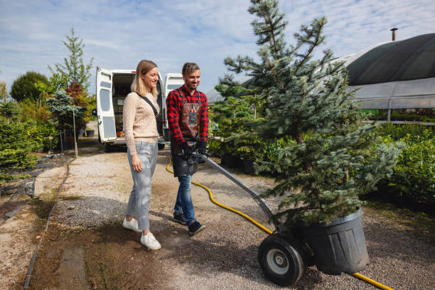 Best Dead Tree Removal  in New Madrid, MO